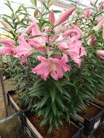 [5158 Tabledance Mak No02.JPG]